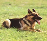 Adestramento de cães em Alvorada - RS